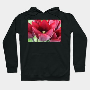 Tulipa  &#39;Ronaldo&#39;  Triumph Group  Tulip Hoodie